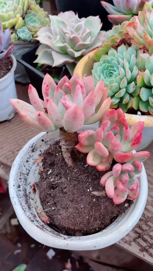 香****）26118多肉植物一物一拍