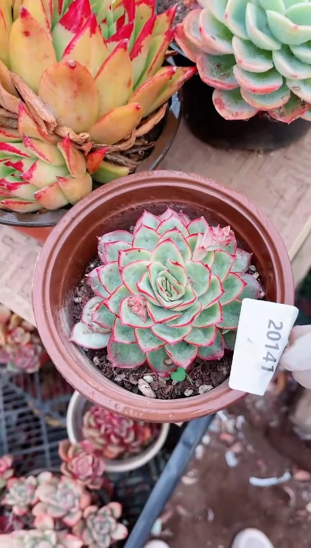 【闪购商品】20141