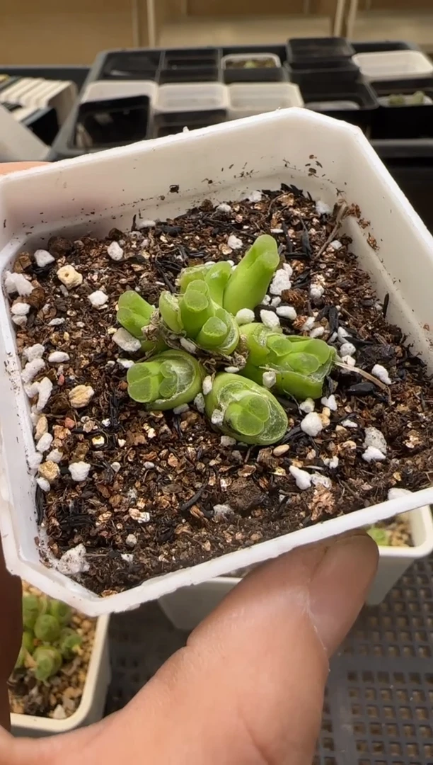 【闪购商品】13-186