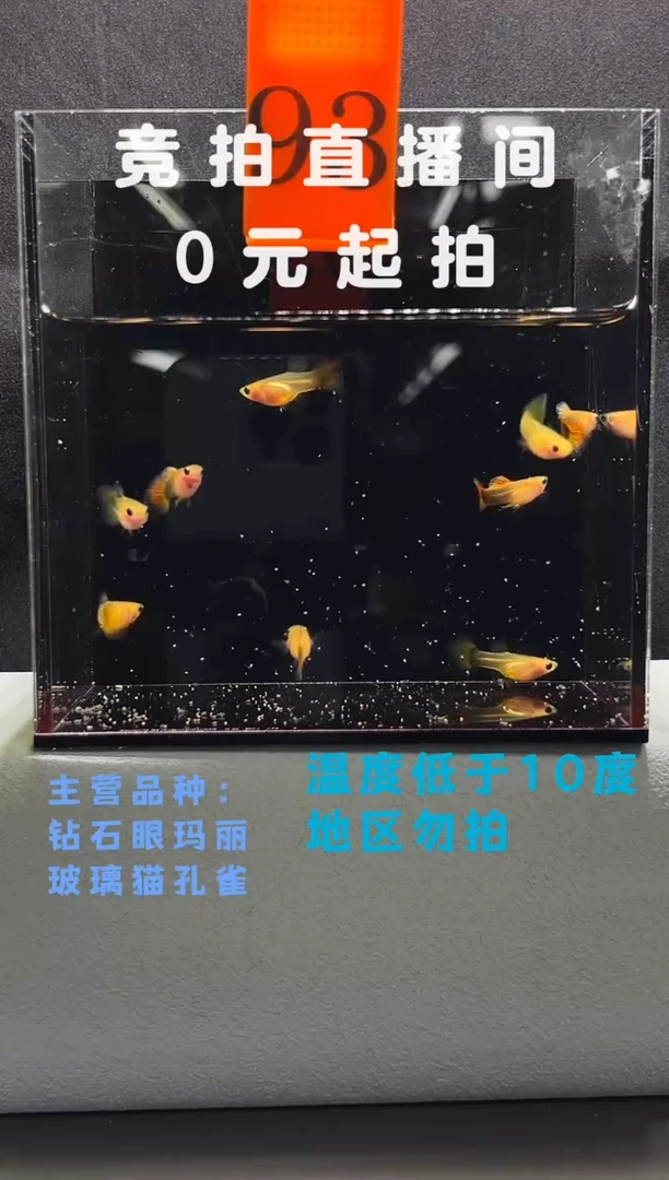 孔雀鱼玻璃猫8只编号93