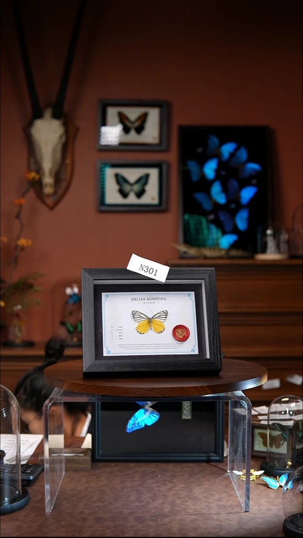 N301蝴蝶标本装饰画