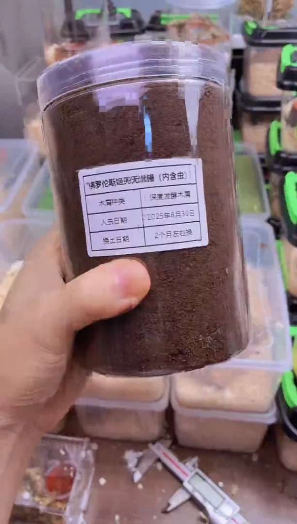 佛姬三龄幼虫公一只+1L无忧罐