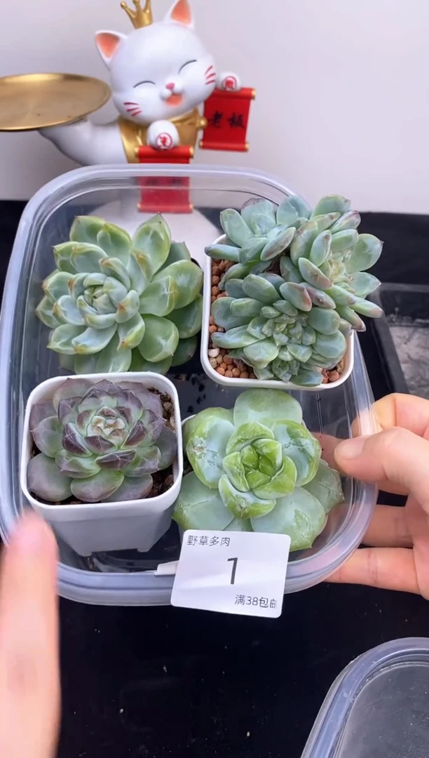 4棵一组一组包邮1号