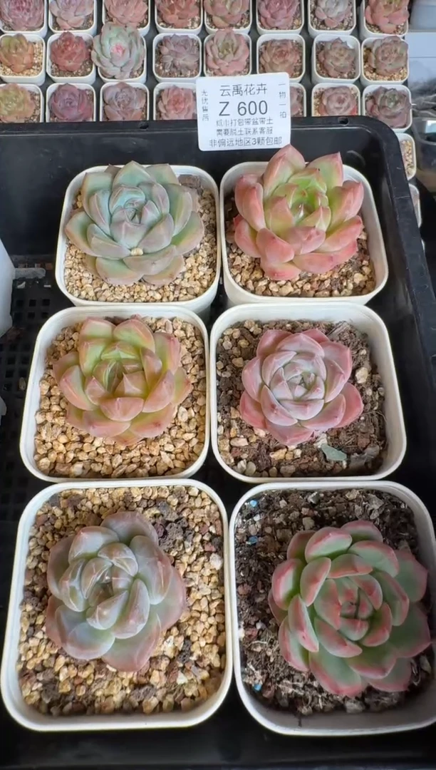 600Y 珍妮多肉(6.5cm杯）一物一拍 带盆土发6颗