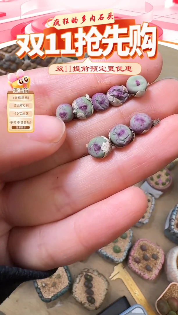 113多肉植物肉锥1968a×se红嘴一颗0.5公分左右