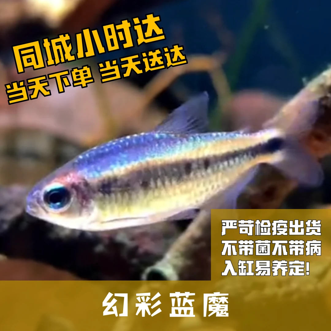 Boo小鱼幻彩蓝魔小型灯科鱼