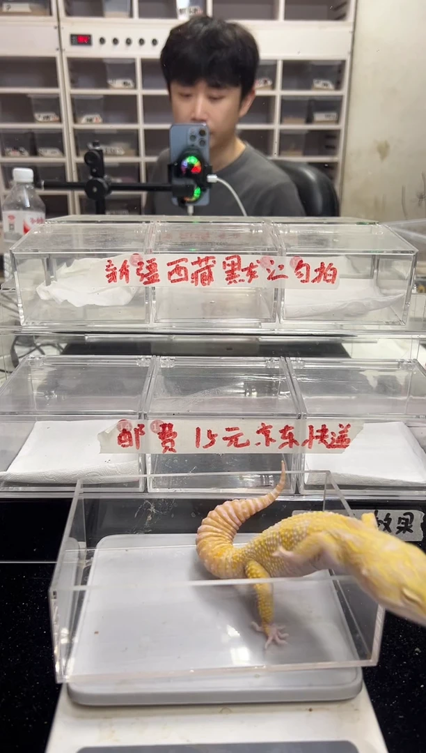 豹纹守宫65豹纹守宫