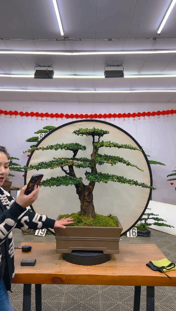 【闪购商品】盆景1