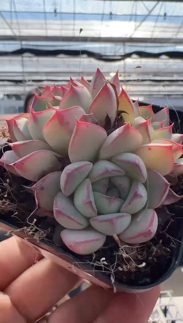 【闪购商品】童画-2