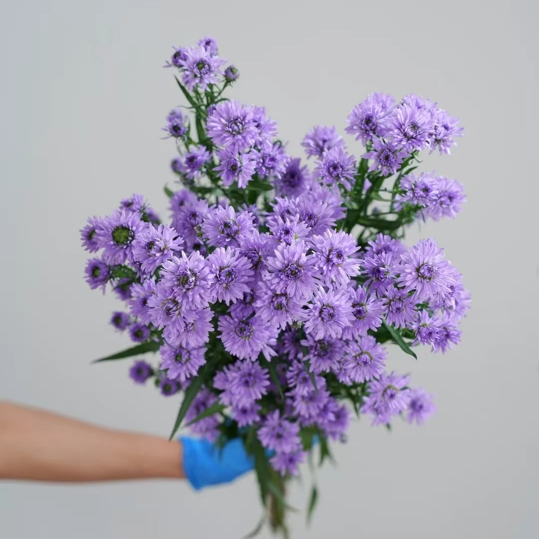 孔雀草鲜切花家居室内花艺鲜花配花配草云南基地直发
