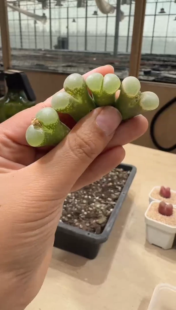 20-28多肉植物肉锥