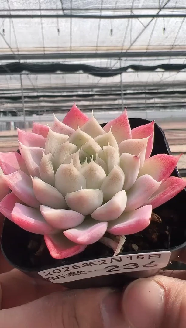 【闪购商品】新款多肉-236