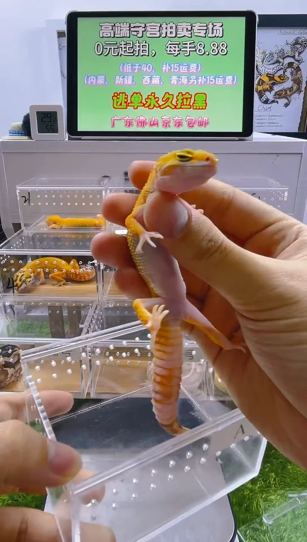 豹纹守宫肥尾豹纹苗子亚成成体
