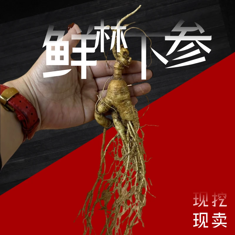 长白山鲜林下参5支泡酒煲汤神器