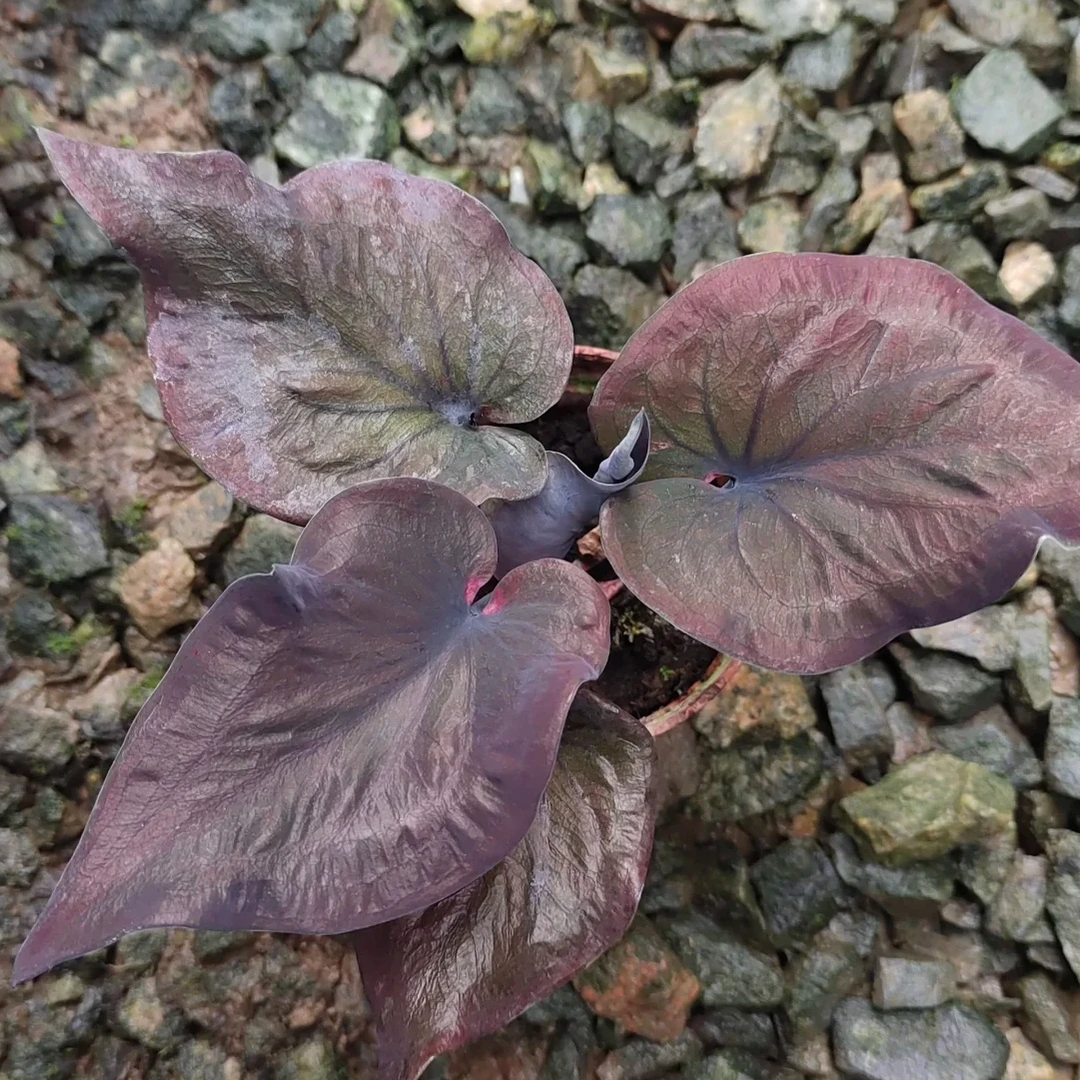 彩叶芋【黑骑士】小型盆栽风彩叶芋室内盆栽净化空气好养观叶植物