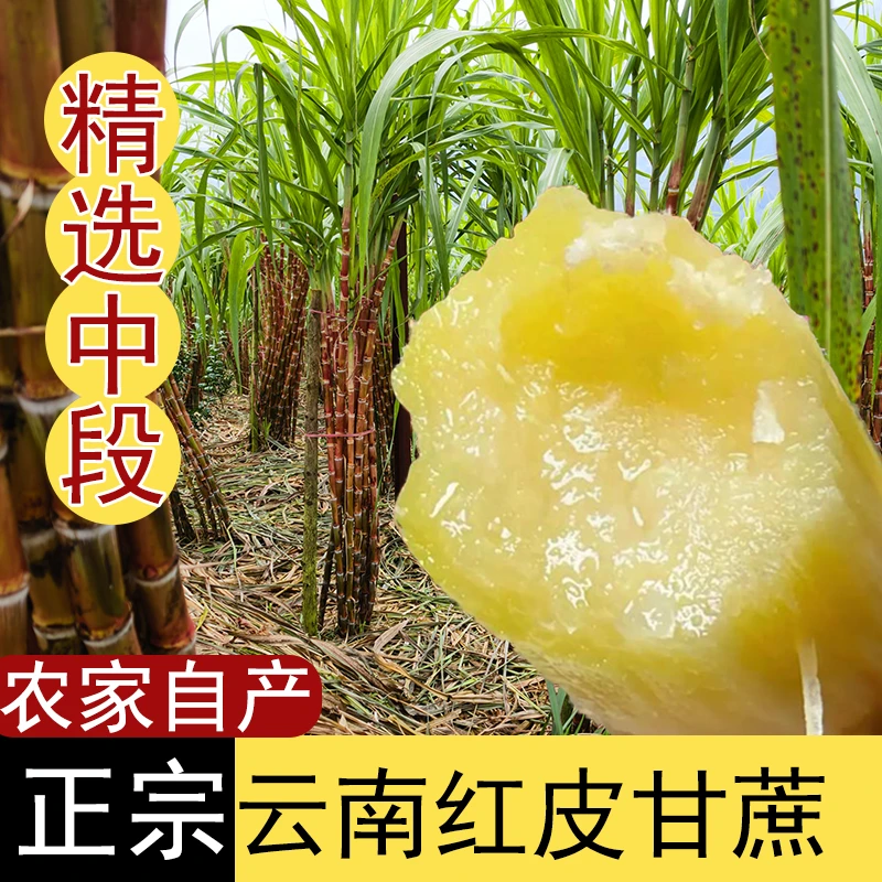 云南老品种红皮脆皮甘蔗脆甜当季新鲜现砍现发水果薄皮多汁