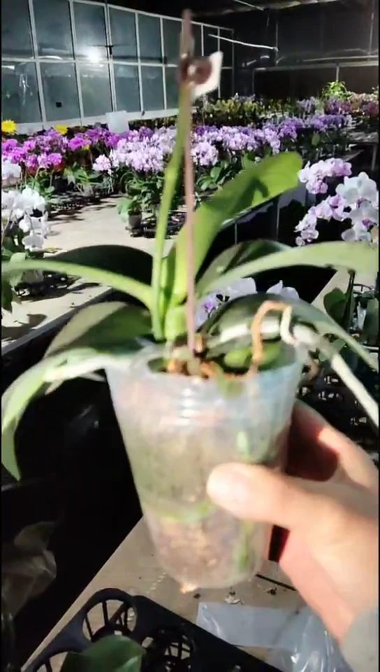 大部分花苞少量开放蓝星福利