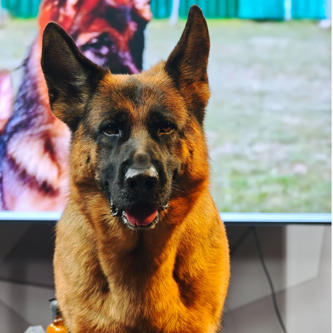 【西德甄选】西德牧羊犬狼王多戈&辛巴女儿 成年母VA8 阿塔亚