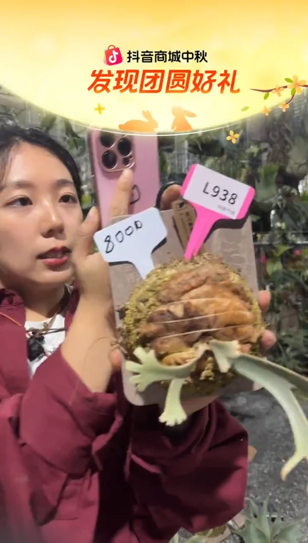 不开花植物L938-妮可基曼侧芽