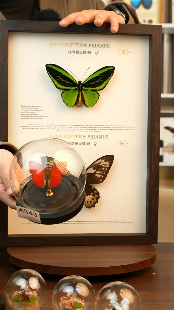 血漪蛱蝶小号玻璃球款A543