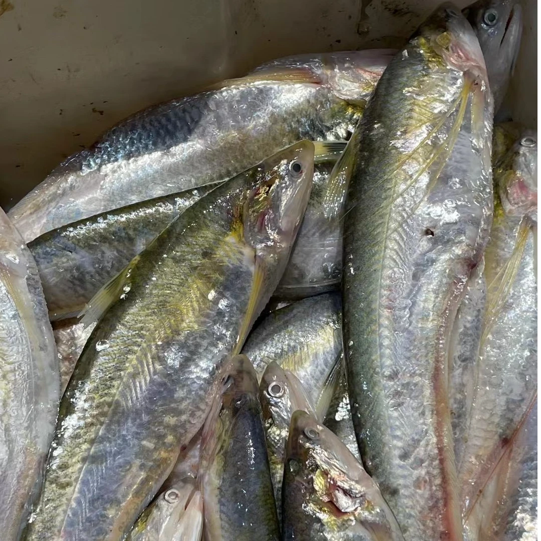 舟山本港海刀鱼深海刀鱼