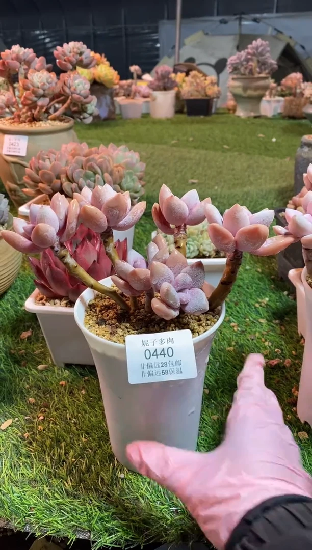 【闪购商品】0440a