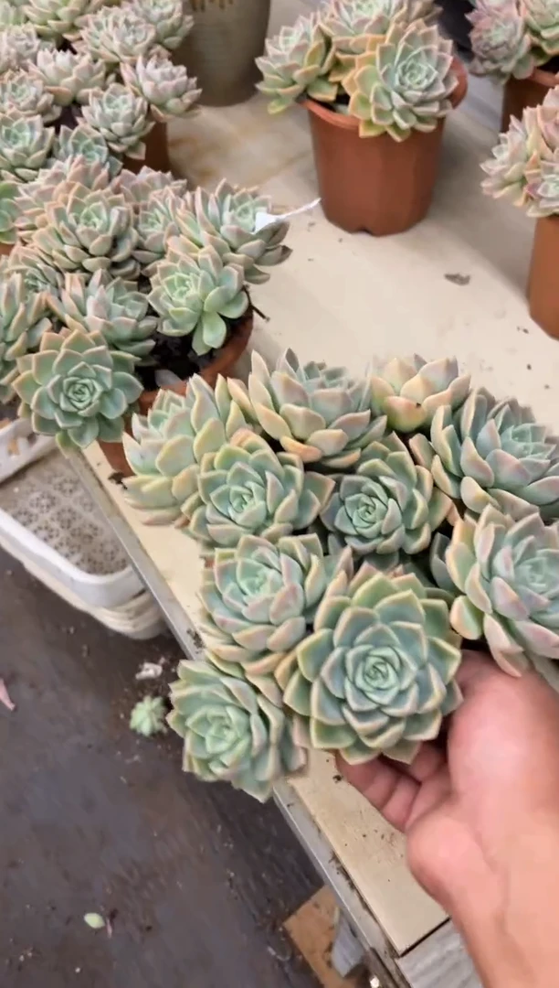 k**i黑大帅多肉275哈利