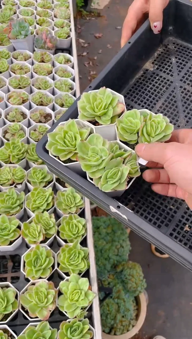 412冰玫瑰锦        4 棵量拍