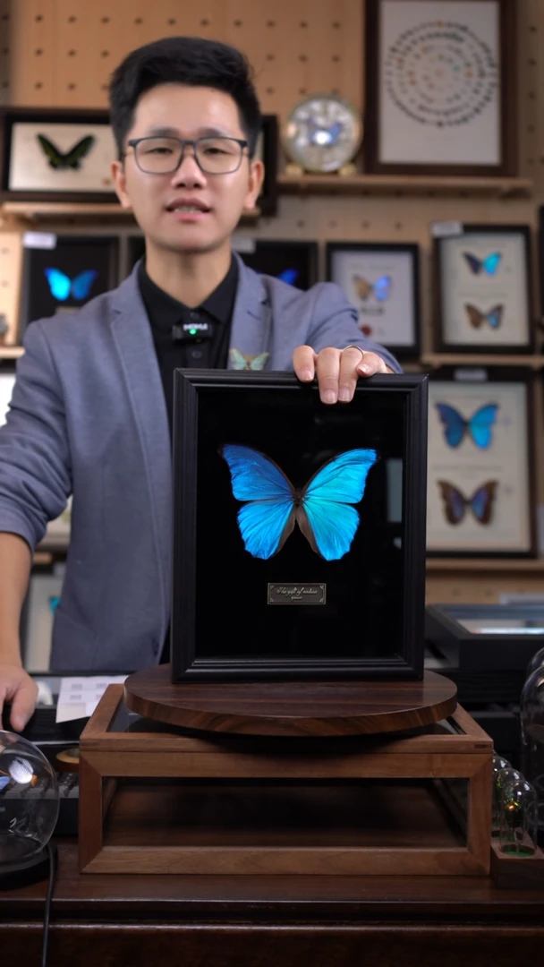 大蓝闪蝶黑绒底版10寸欧式框（带证书）