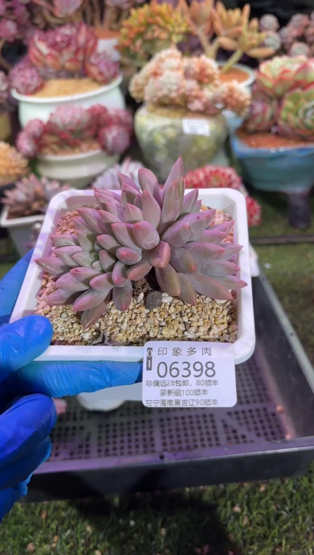 【闪购商品】06398