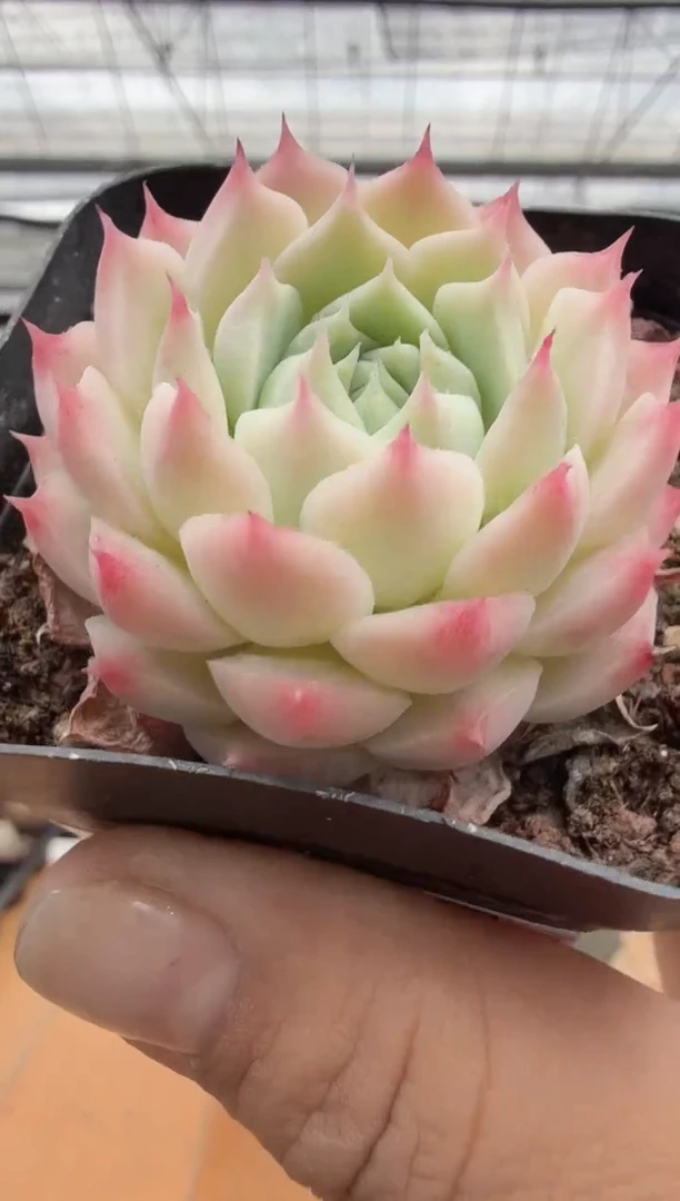 东云多肉园二店-76