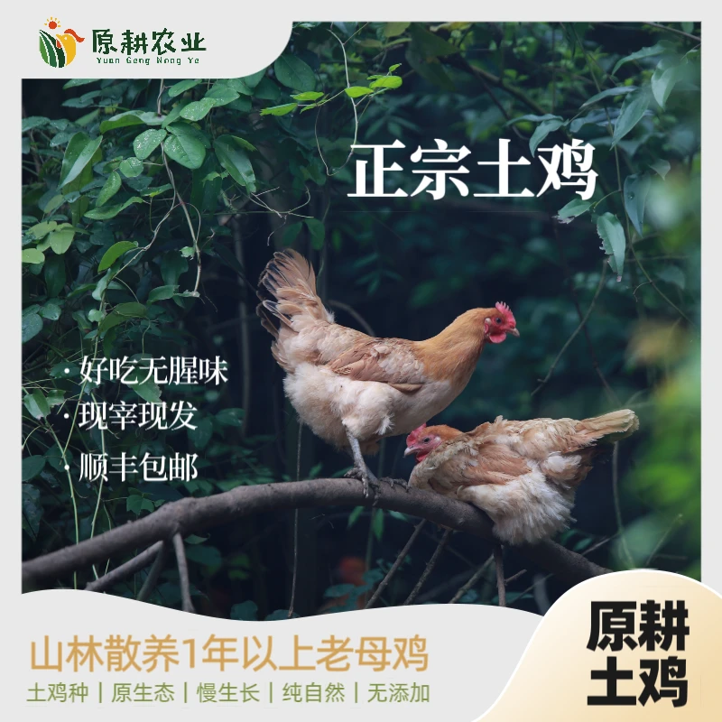 原耕良仓【一生纯粮喂养】原耕 | 增福土鸡——山林散养1年白皮老母鸡