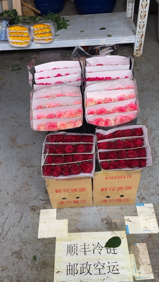 高原红20枝+艾沙20枝+佛洛依德20枝