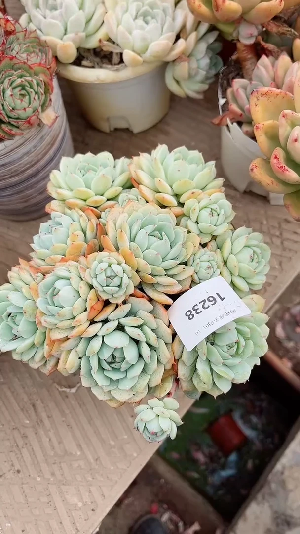 【闪购商品】16238