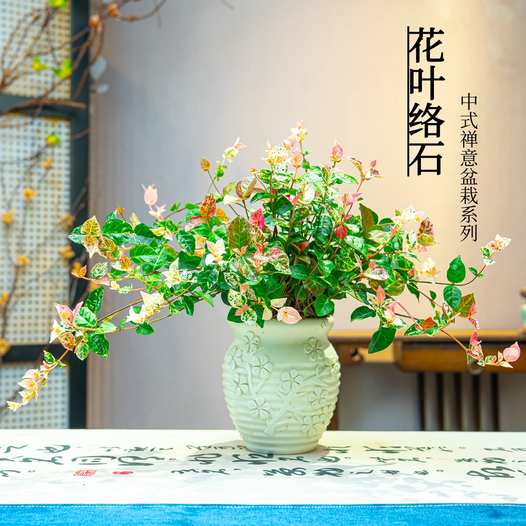【花叶络石】四季常青桌面室内绿植盆栽四季五彩花卉好养观赏植物花