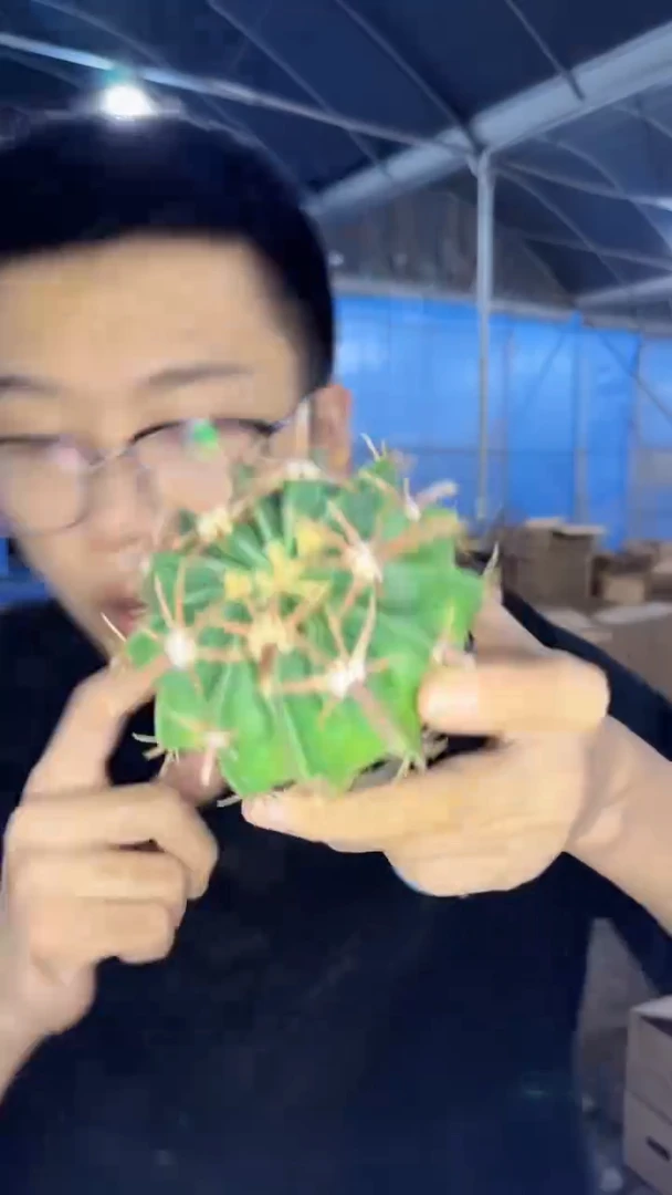 凌波【实生根】带盆土