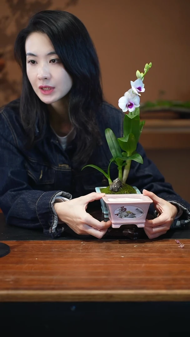 全部花朵石斛兰盆景盆景盆景