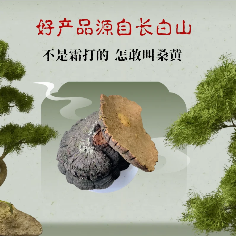 高品质长白山桑树桑黄(年份15-20年左右)/500g/1000g /1500g煮水