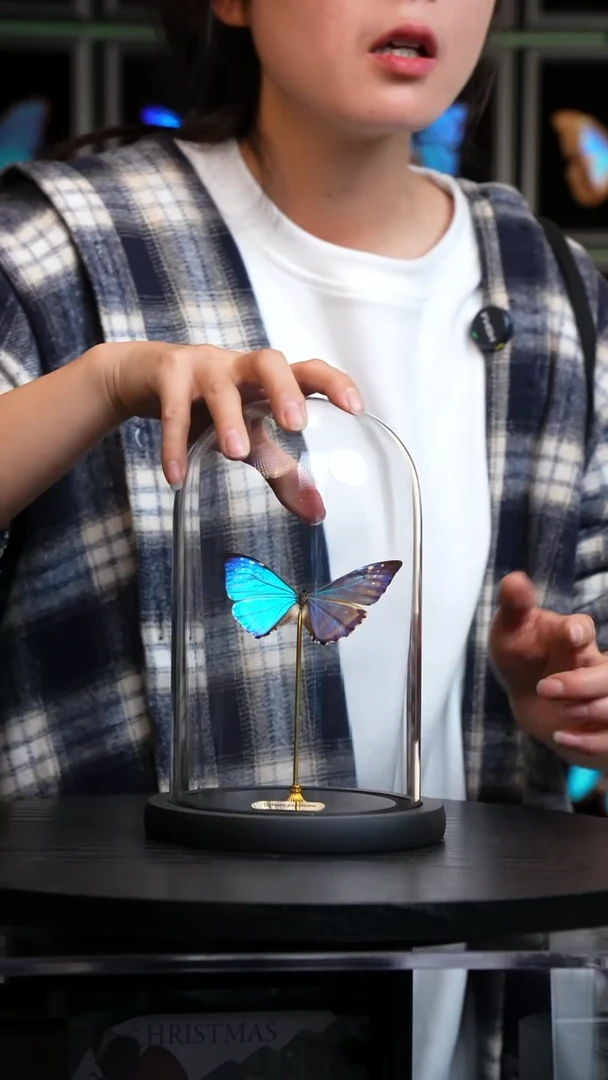 西风闪蝶小号玻璃罩