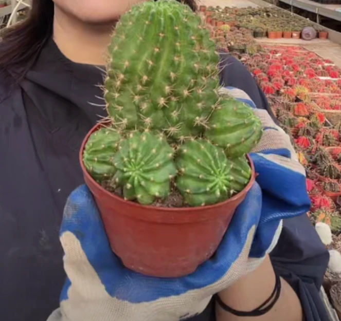 二妹园艺【 1颗  未知品种丽花1   】带盆土随机发货