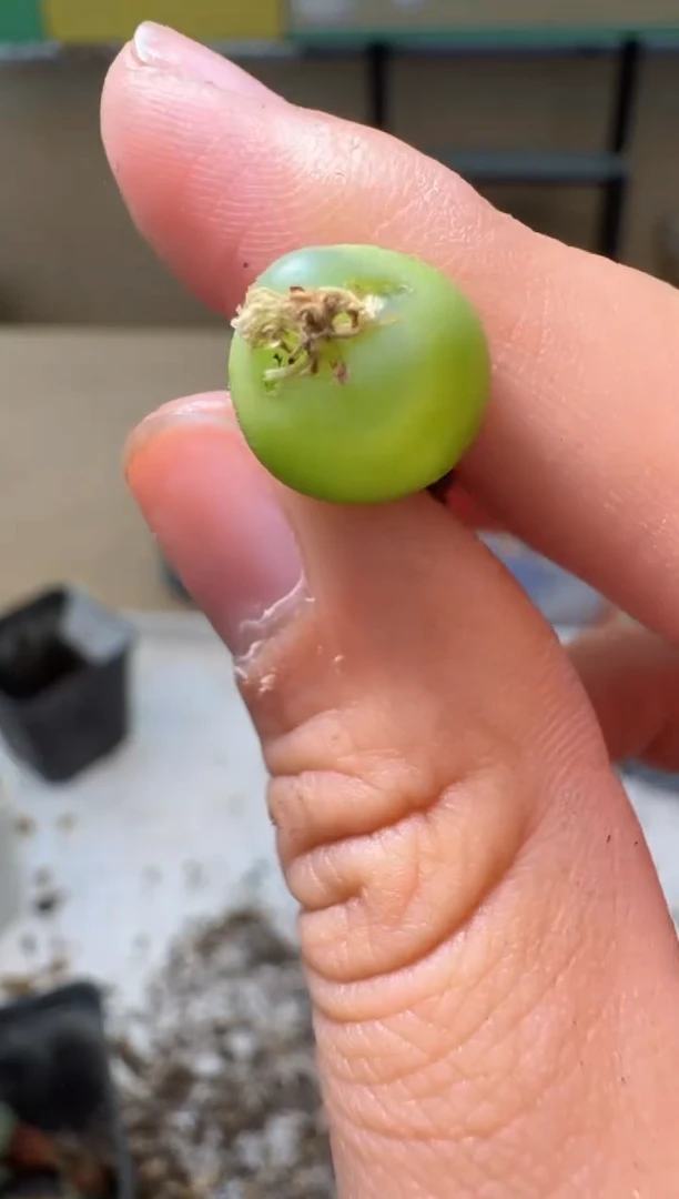 多肉植物肉锥10.8-397桃尻娘