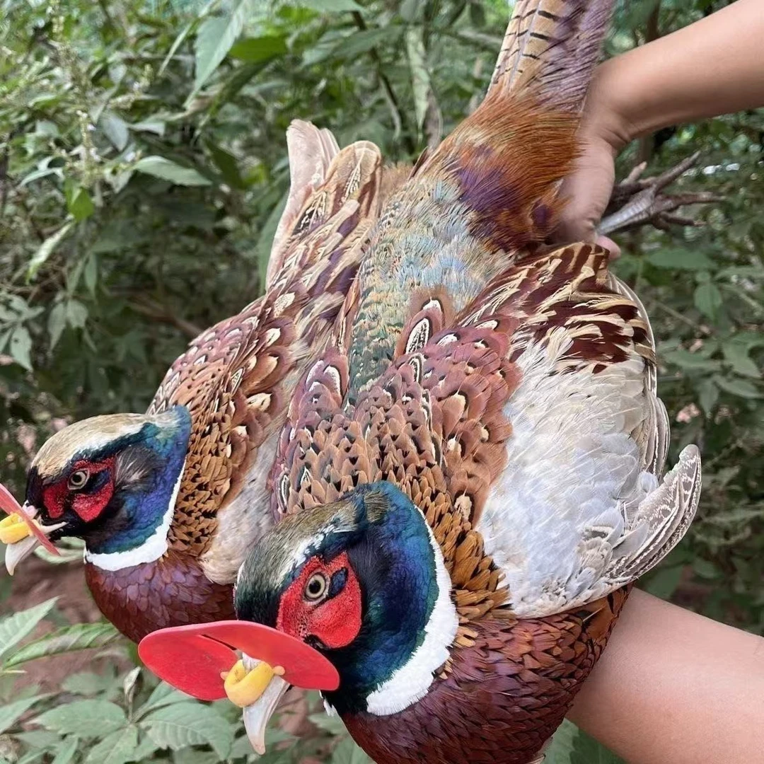 【青青专属】农家散养七彩山鸡新鲜山鸡肉适合煲汤京东包邮