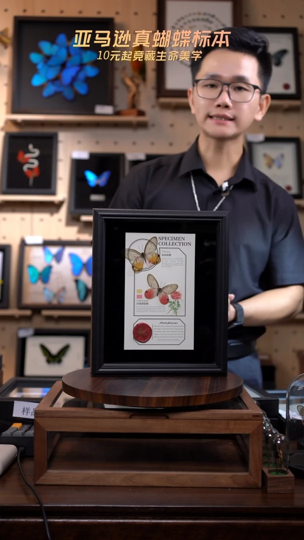 玫瑰绡眼蝶+黄晶眼蝶新款