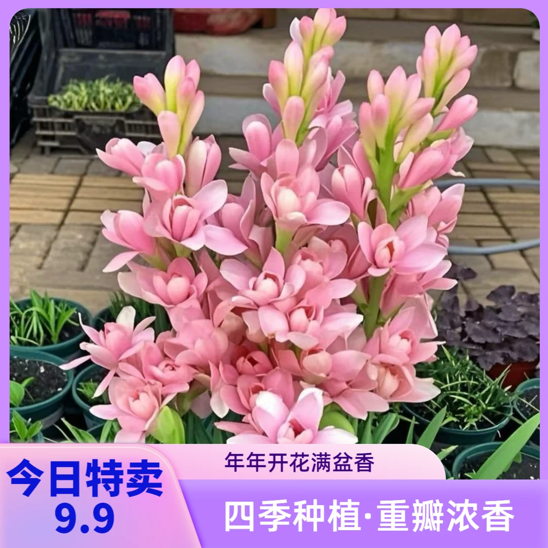 【拍一发二】带根带苗重瓣晚香玉种球四季种植盆栽地载室内室外阳台