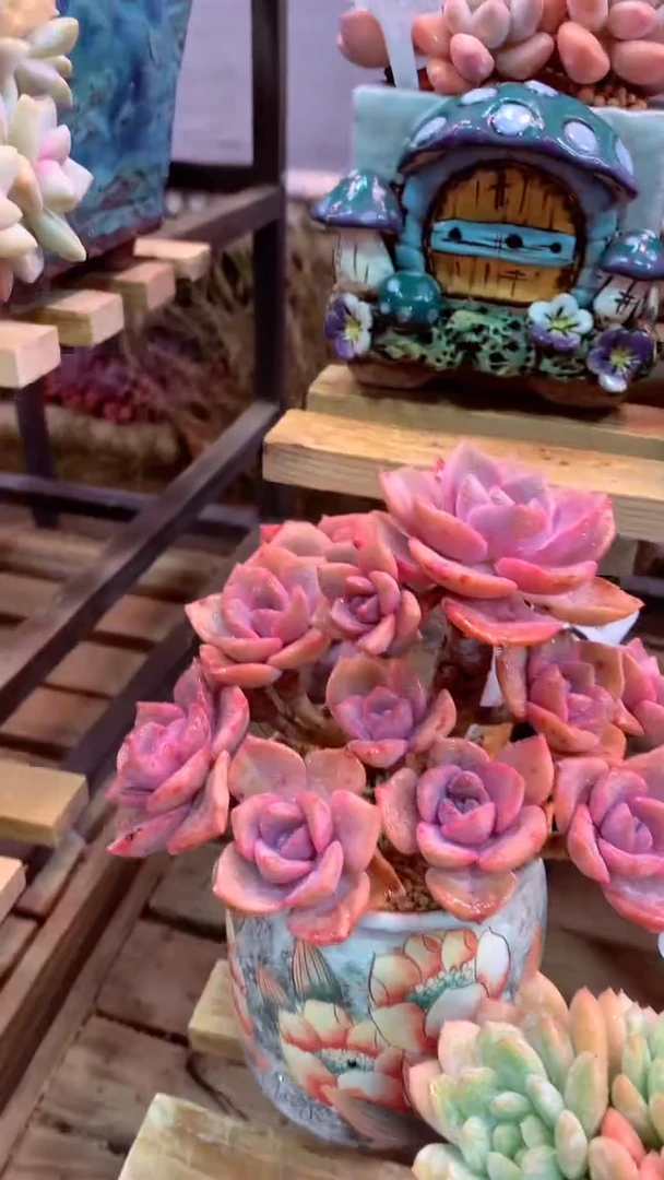 306B（一物一拍实付满28发货，默认不带盆土）