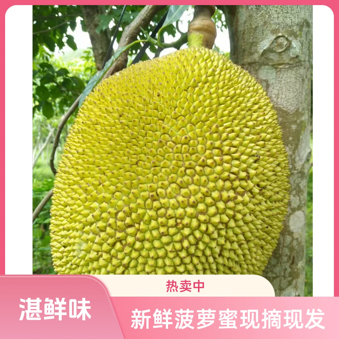 湛江当季无胶菠萝蜜新鲜水果波罗蜜纯甜非海南6-8斤一个干苞包邮