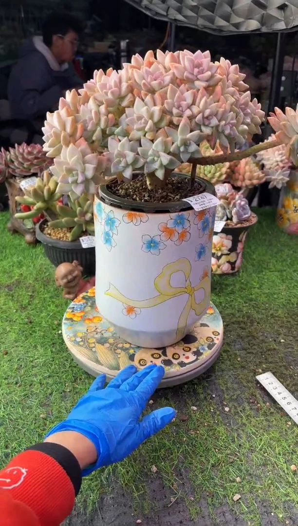 昆明印象多肉2747