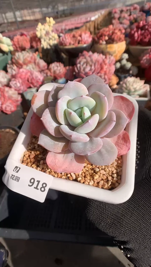 818奶茶多肉植物一物一拍