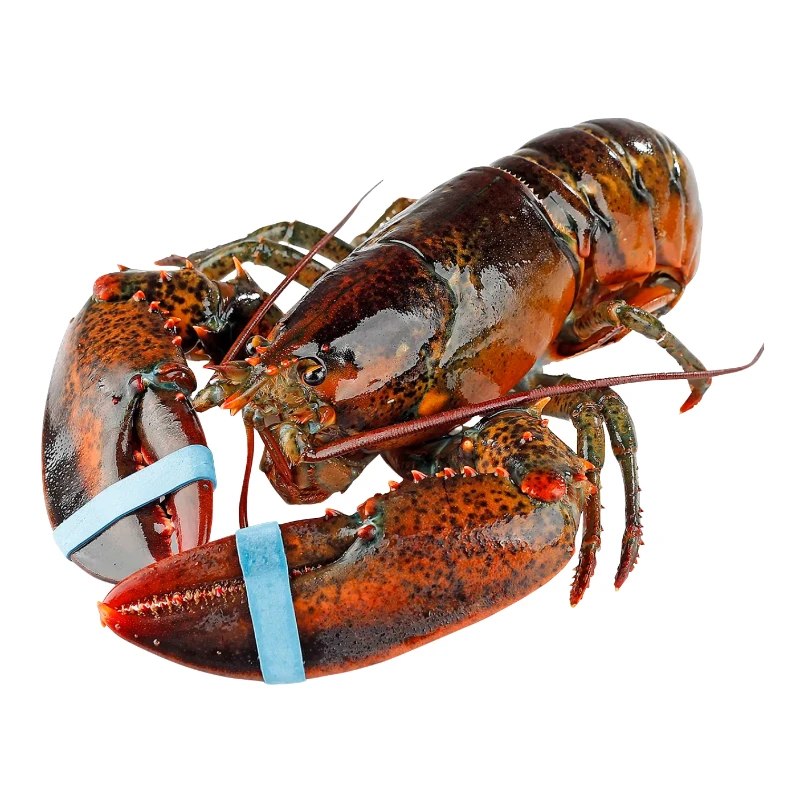 波士顿大龙虾1.5-2.2斤 ZS