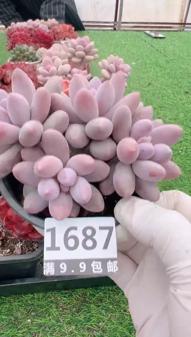 【闪购商品】信福多肉一物一拍